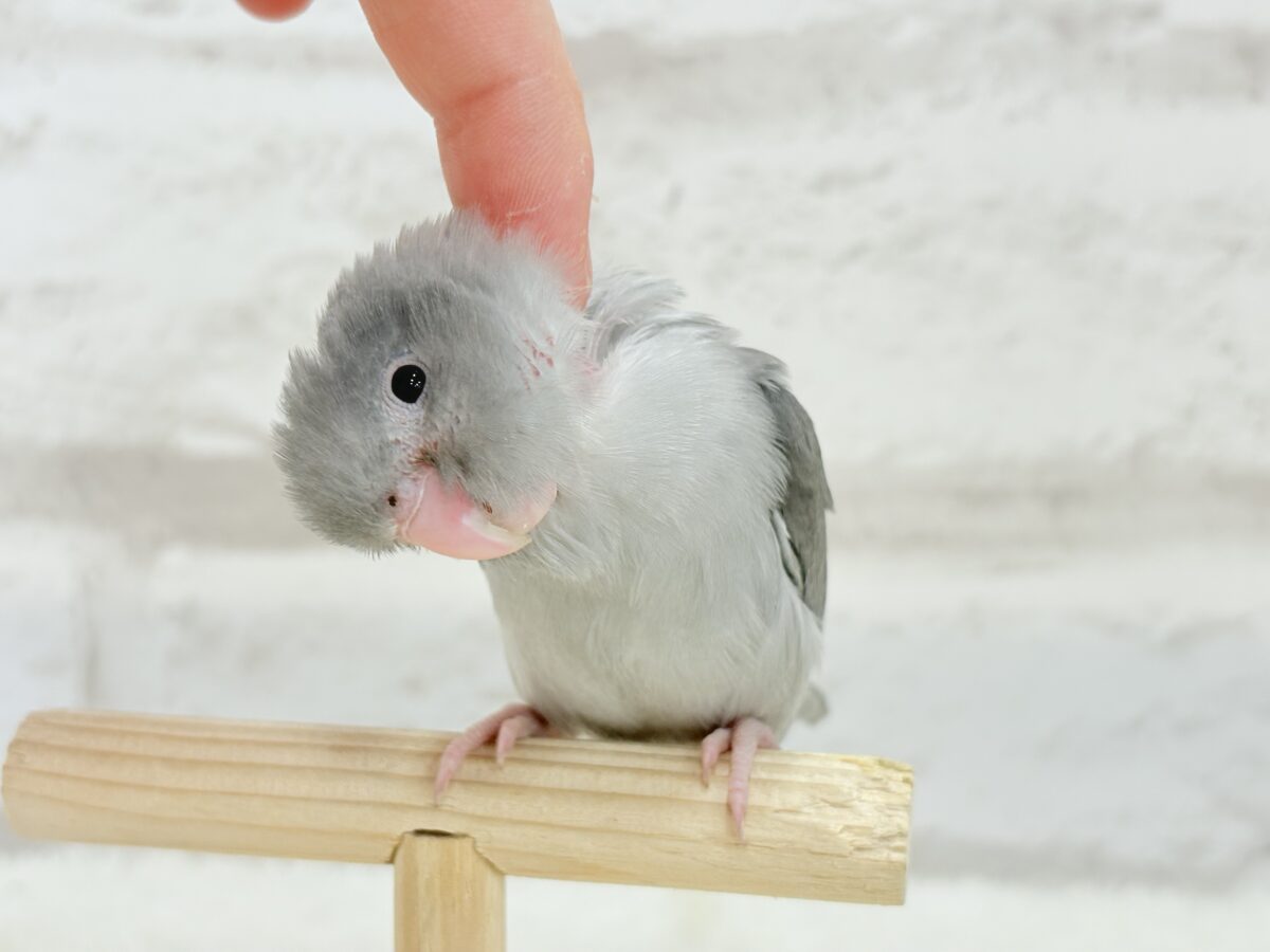 マメルリハ