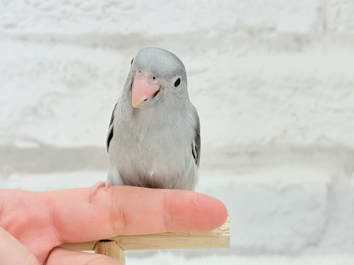 マメルリハ