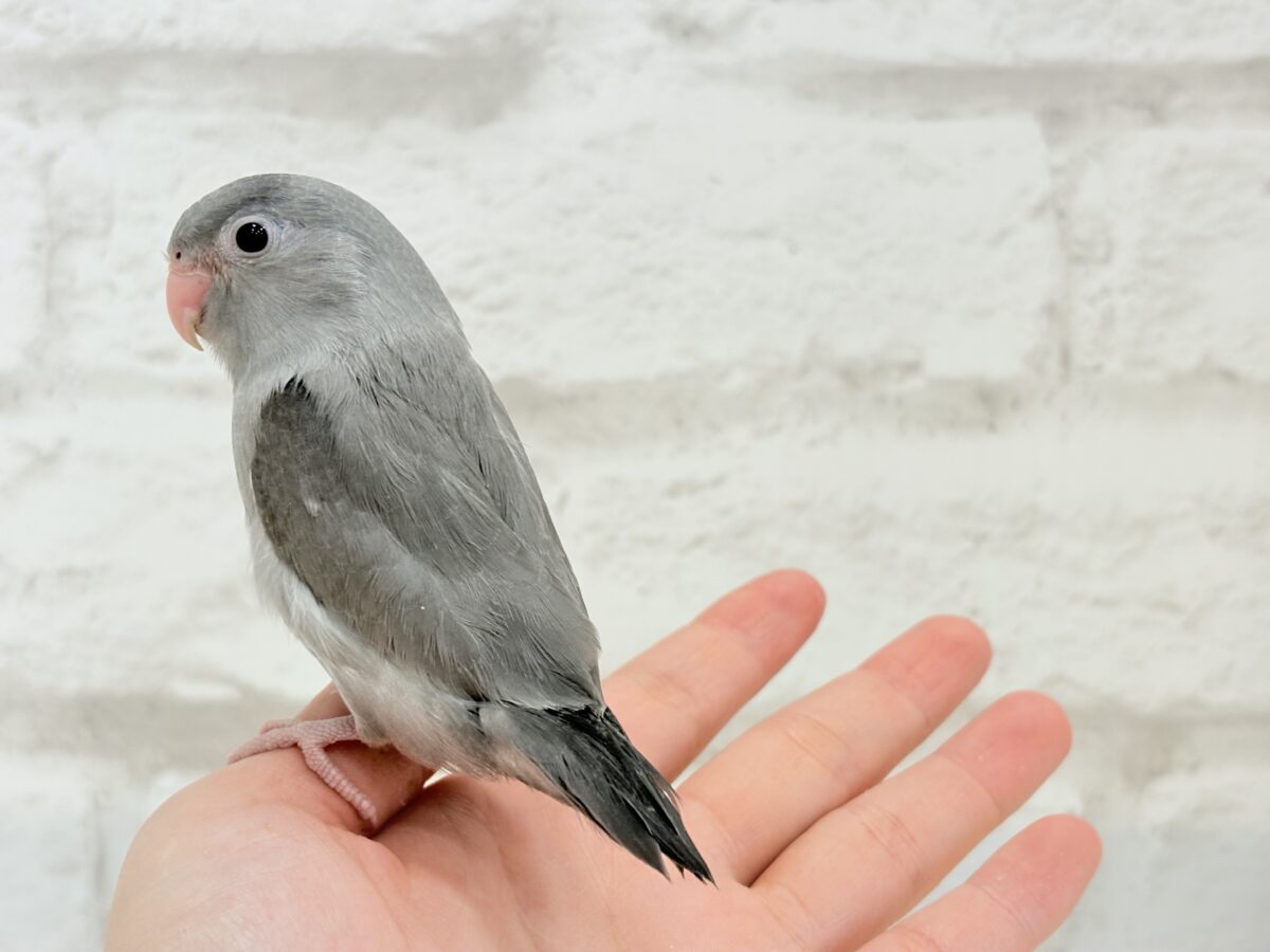 マメルリハ