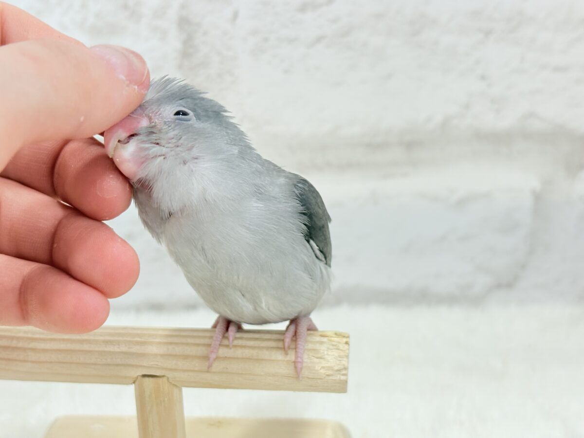 マメルリハ