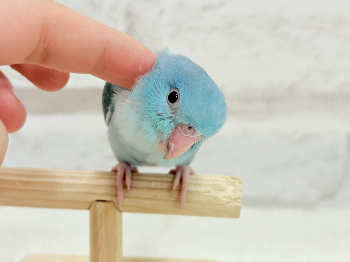 マメルリハ