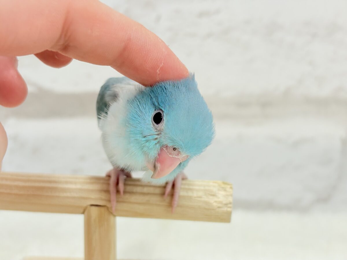 マメルリハ