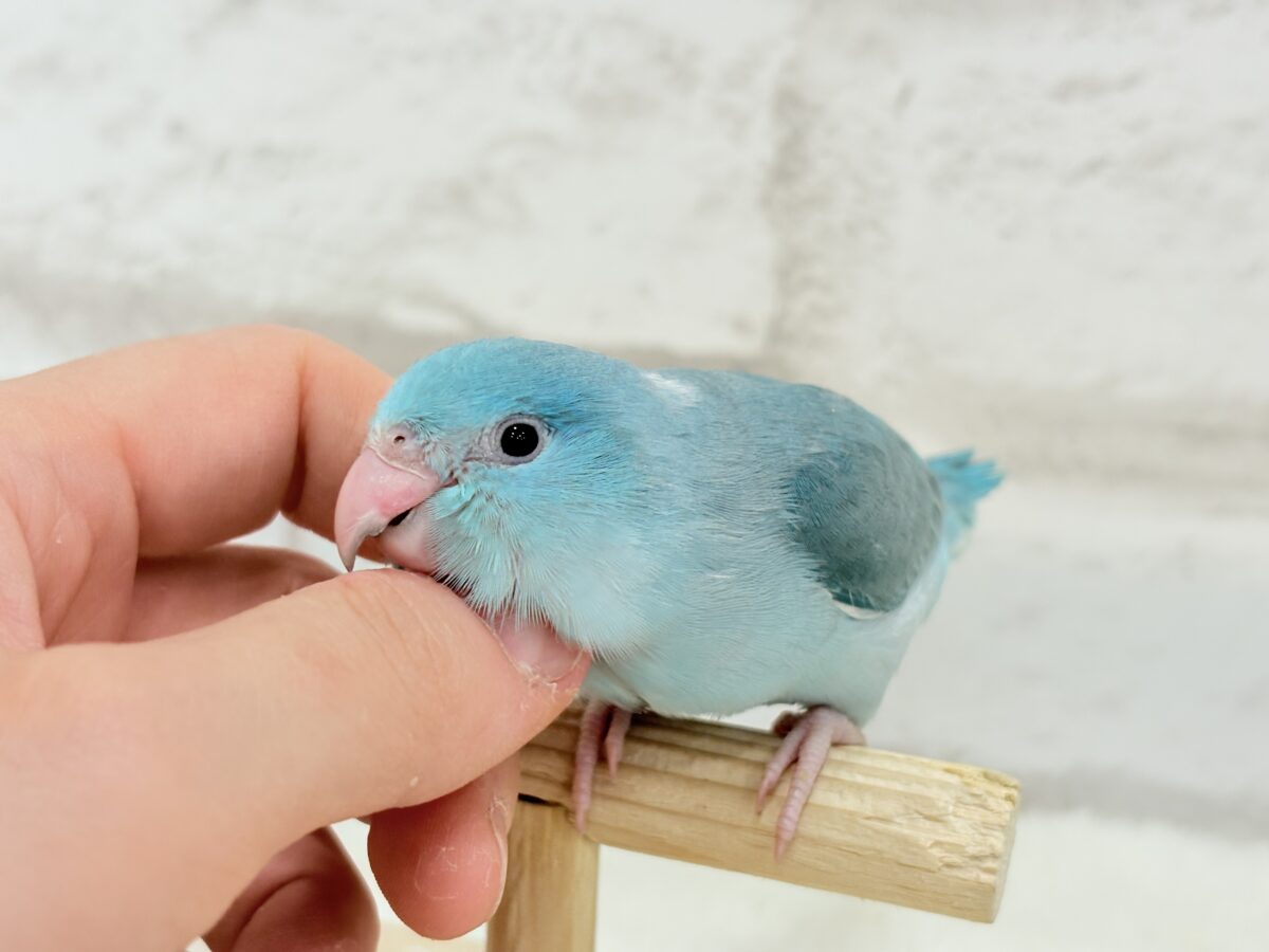 マメルリハ
