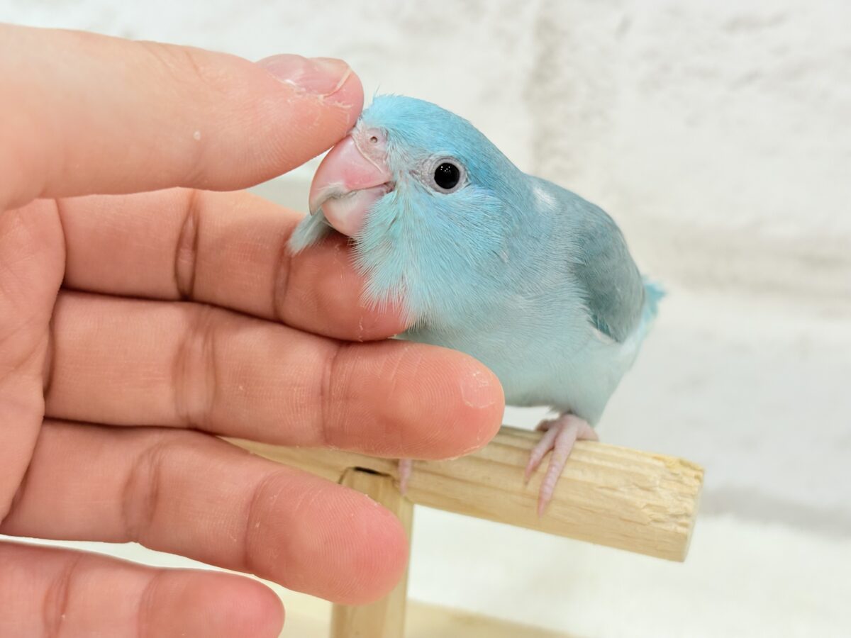マメルリハ