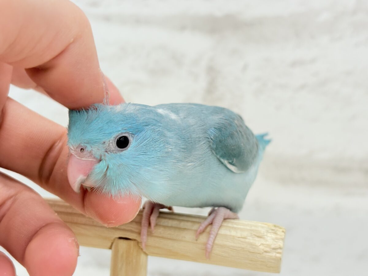 マメルリハ