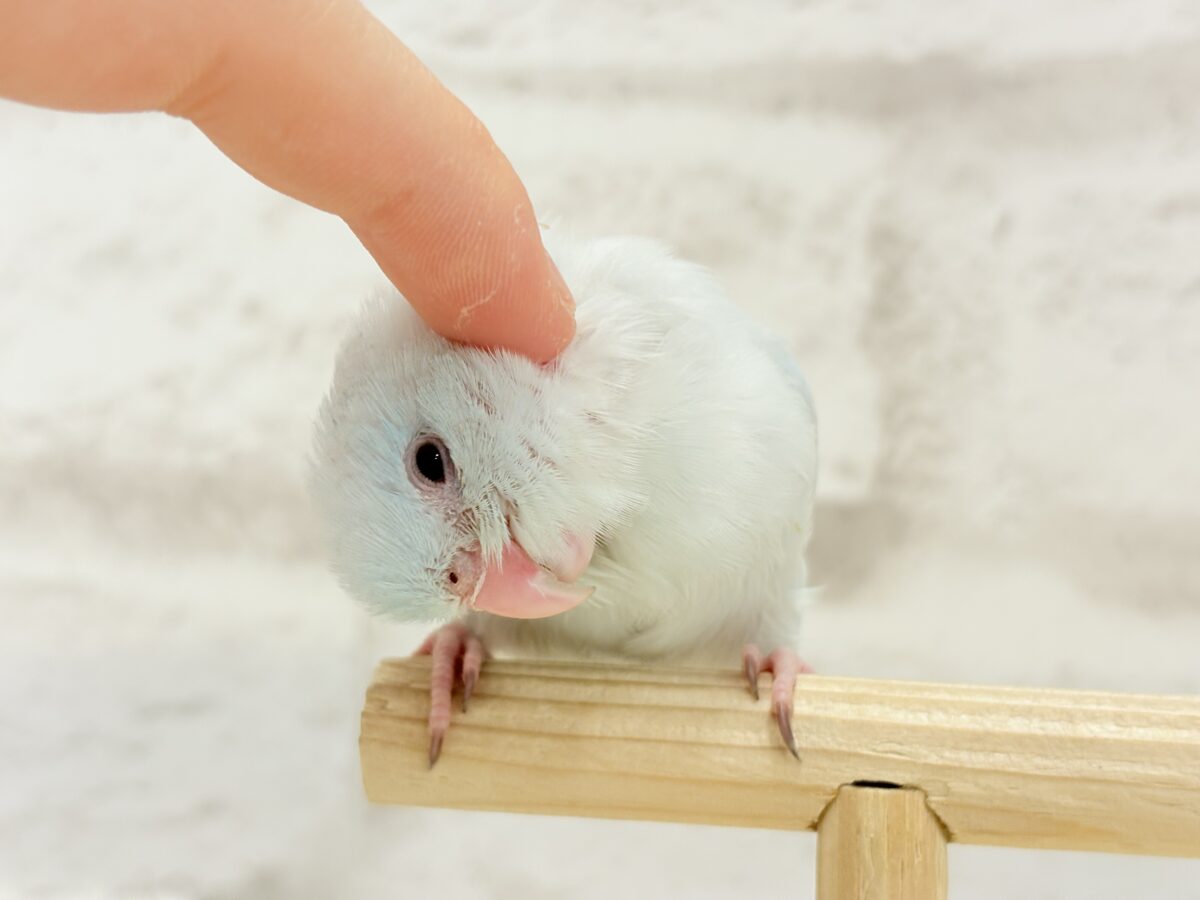 マメルリハ