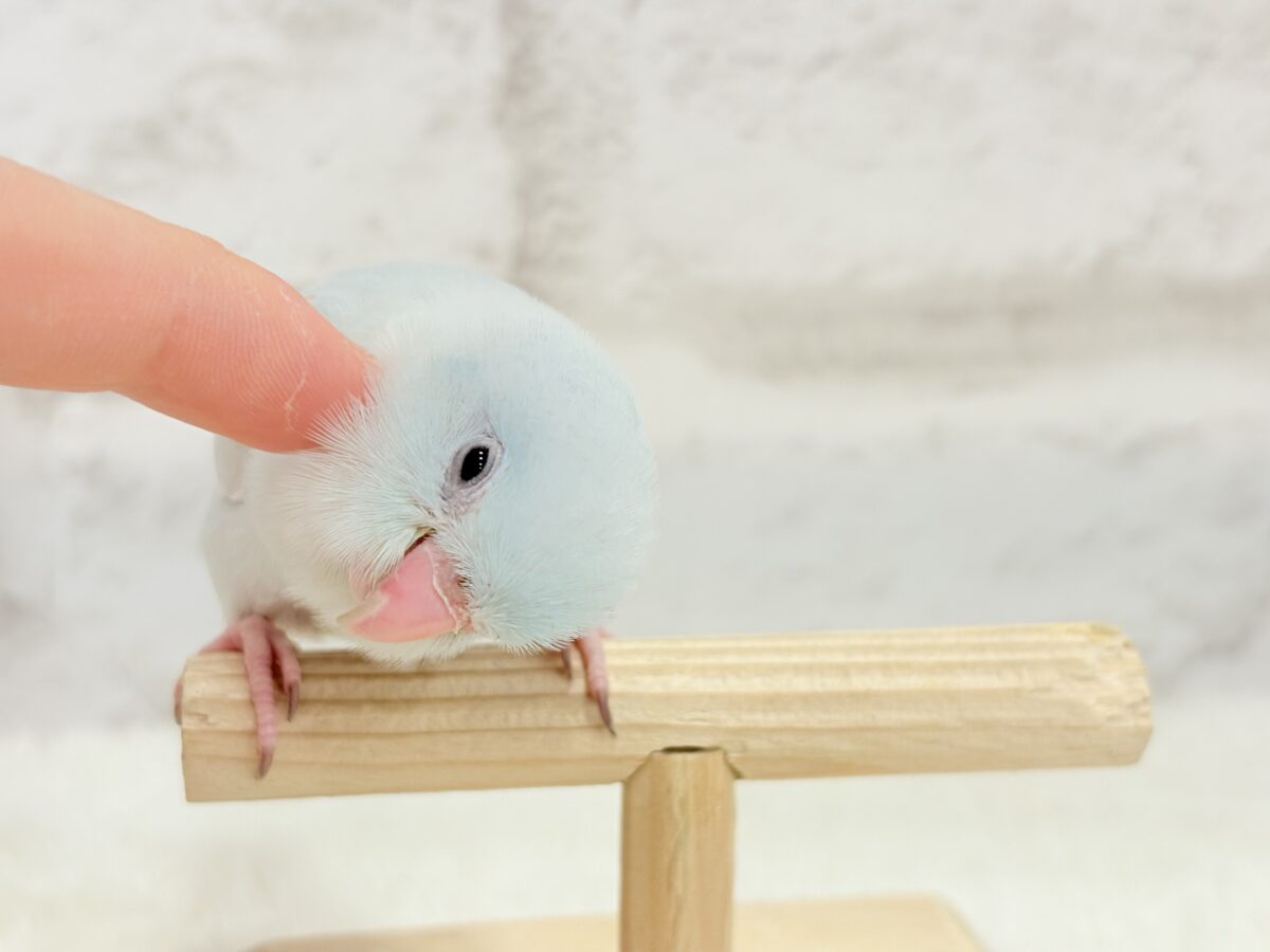マメルリハ