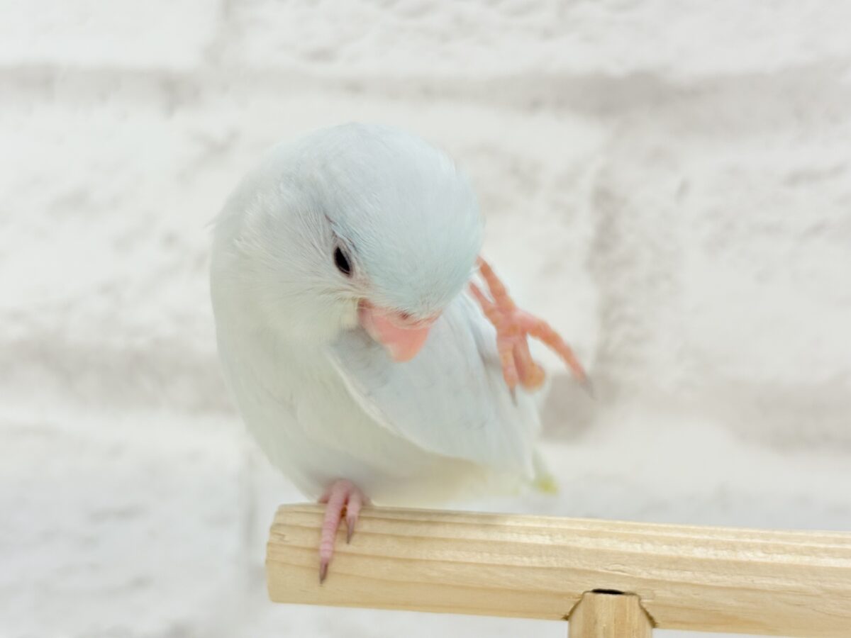 マメルリハ