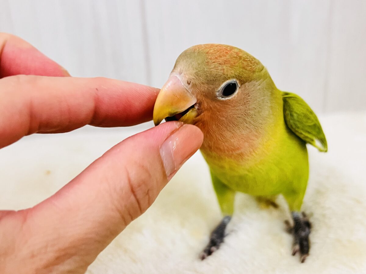 コザクラインコ（小桜インコ）