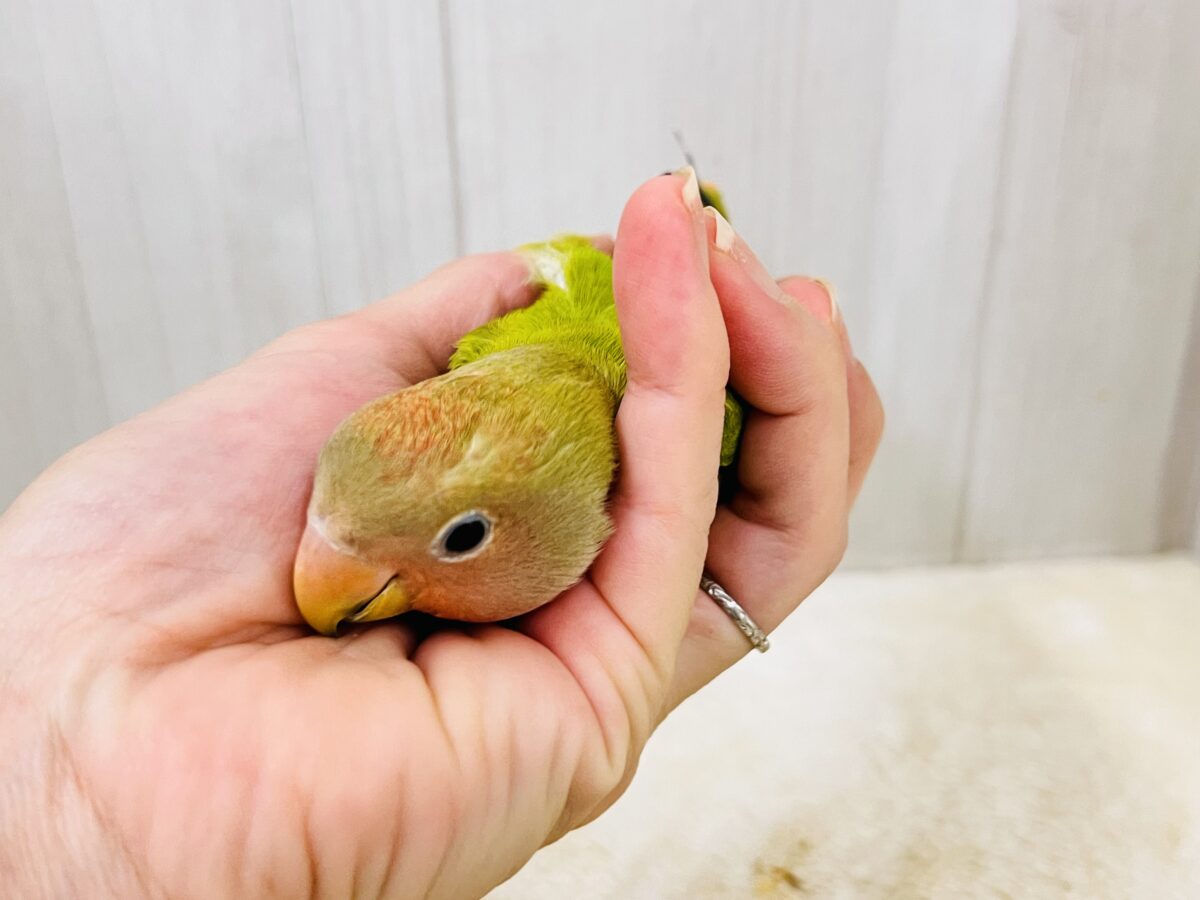 コザクラインコ（小桜インコ）