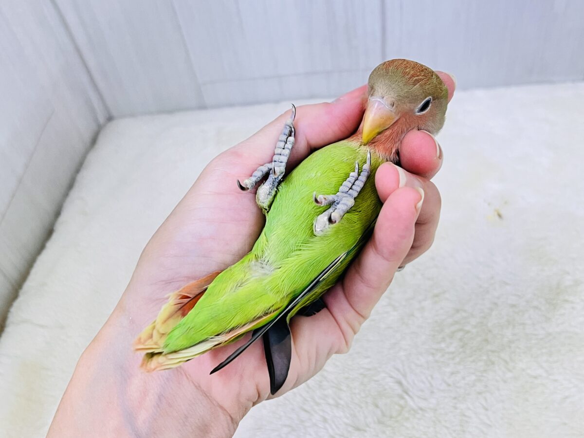 画像更新☆好き嫌いはダメよ♡真っ赤に染まるよ😍小桜インコのオパーリン ✨ コザクラインコ(小桜インコ)