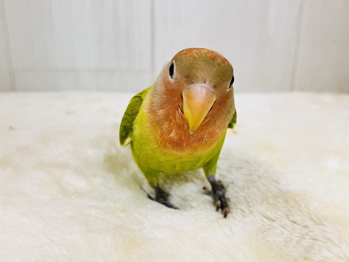 コザクラインコ（小桜インコ）