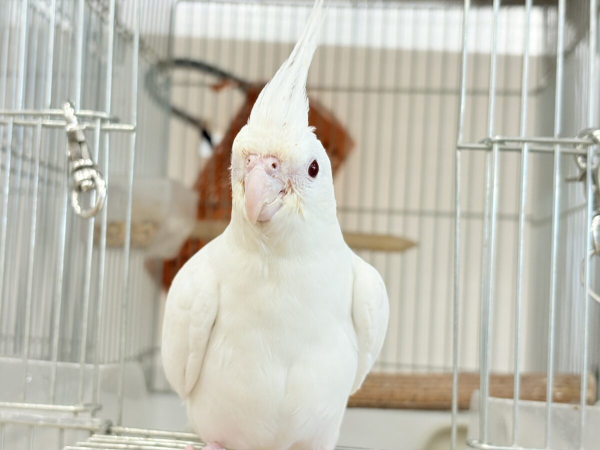 オカメインコ