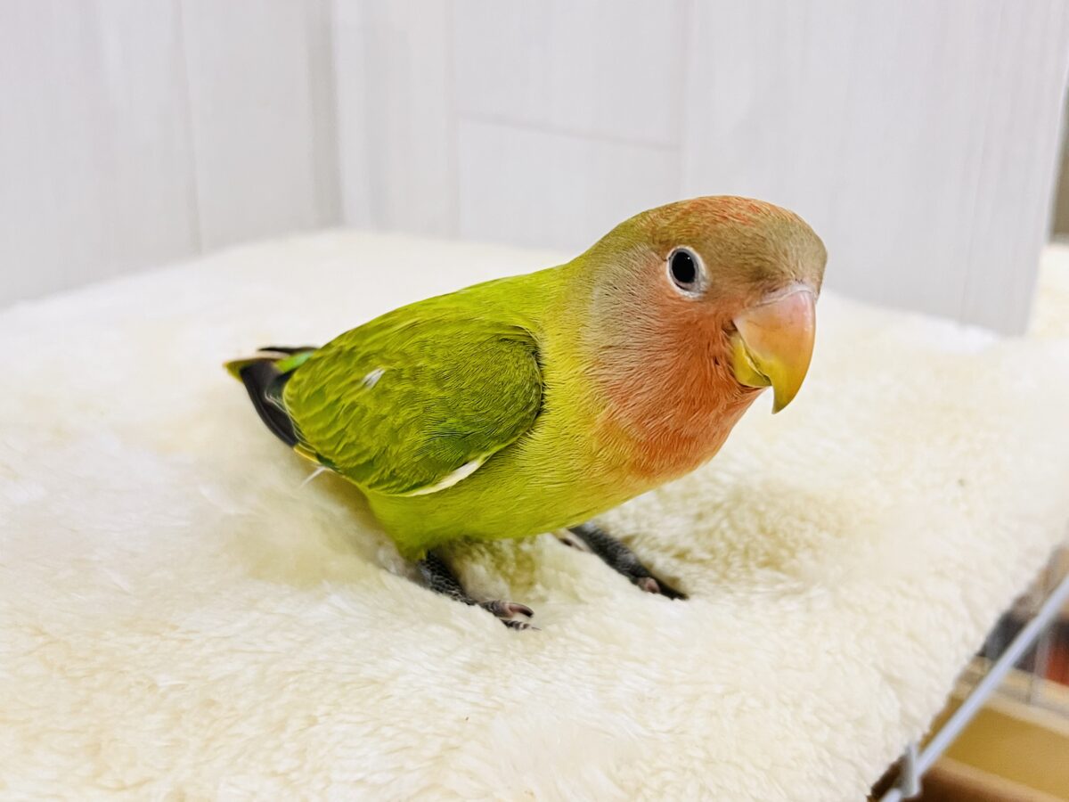 画像更新☆好き嫌いはダメよ♡真っ赤に染まるよ😍小桜インコのオパーリン ✨ コザクラインコ(小桜インコ)