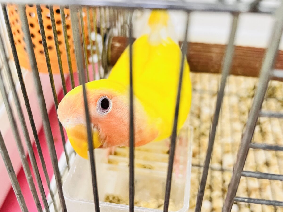 画像更新☆オムライスは硬焼き派💛小桜インコのルチノーカラーの コザクラインコ(小桜インコ)