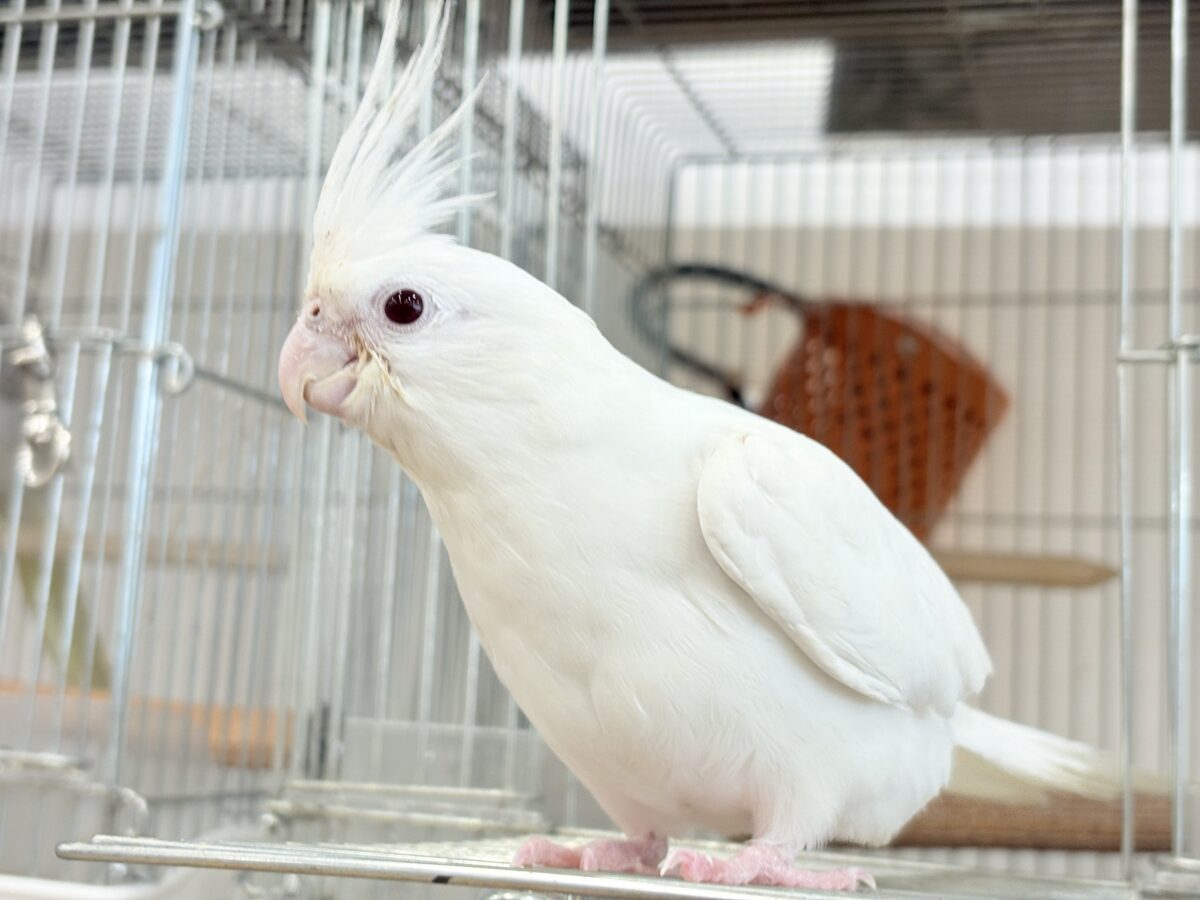 オカメインコ