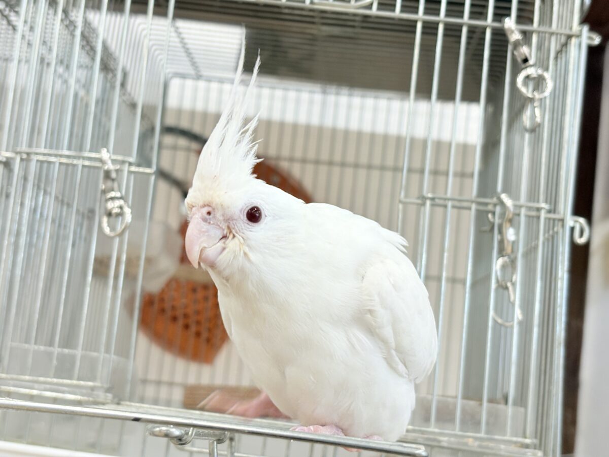 オカメインコ