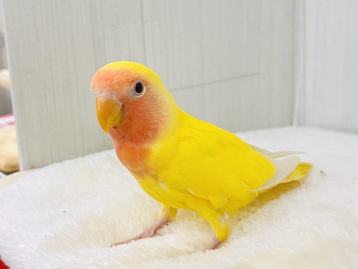 コザクラインコ（小桜インコ）