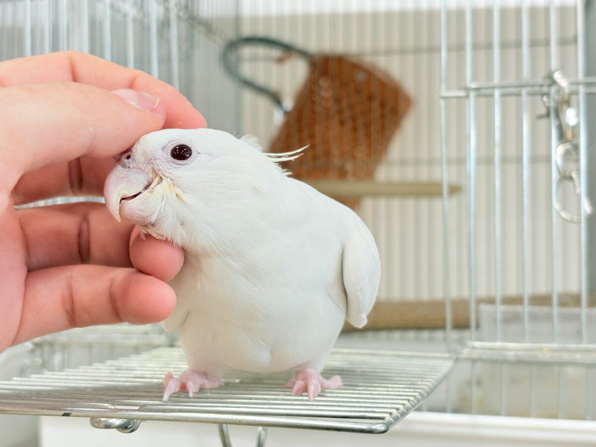 オカメインコ
