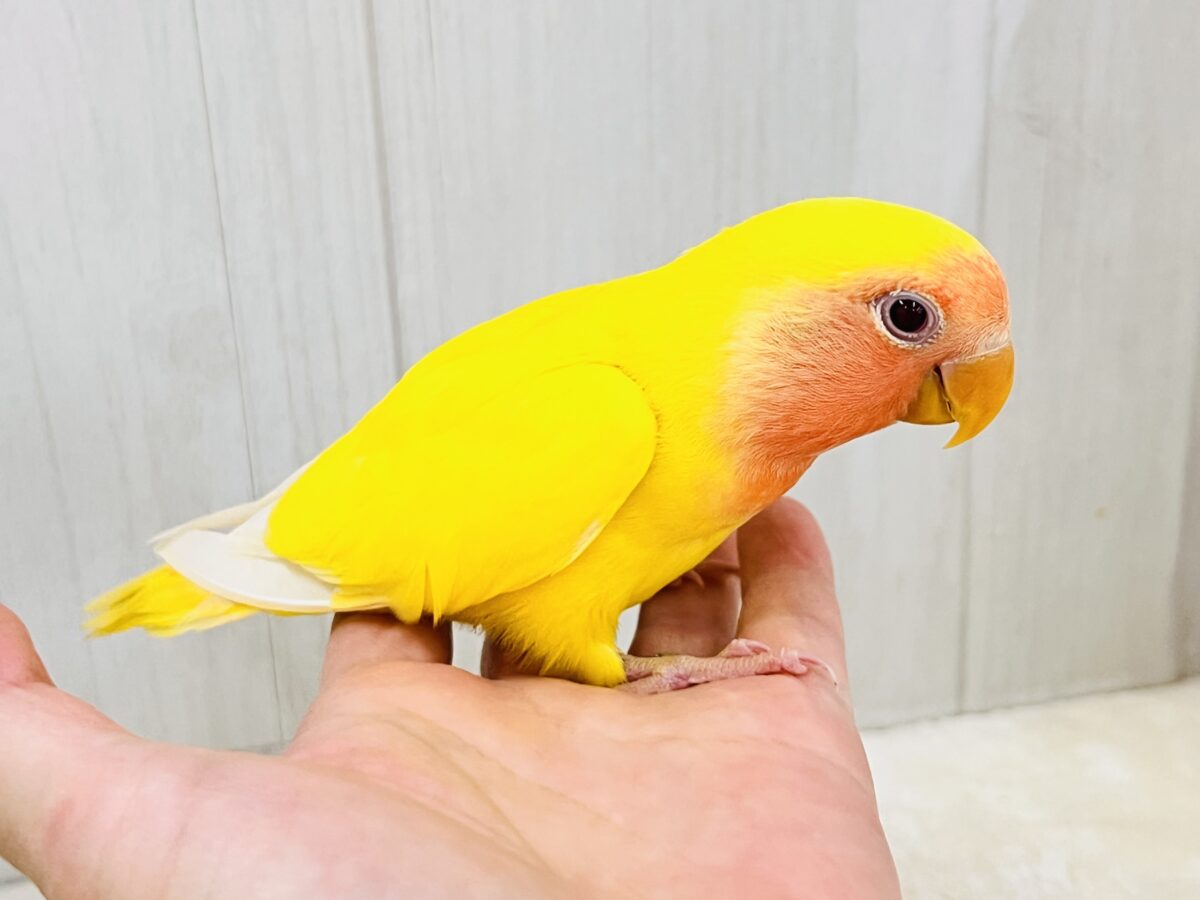 コザクラインコ（小桜インコ）