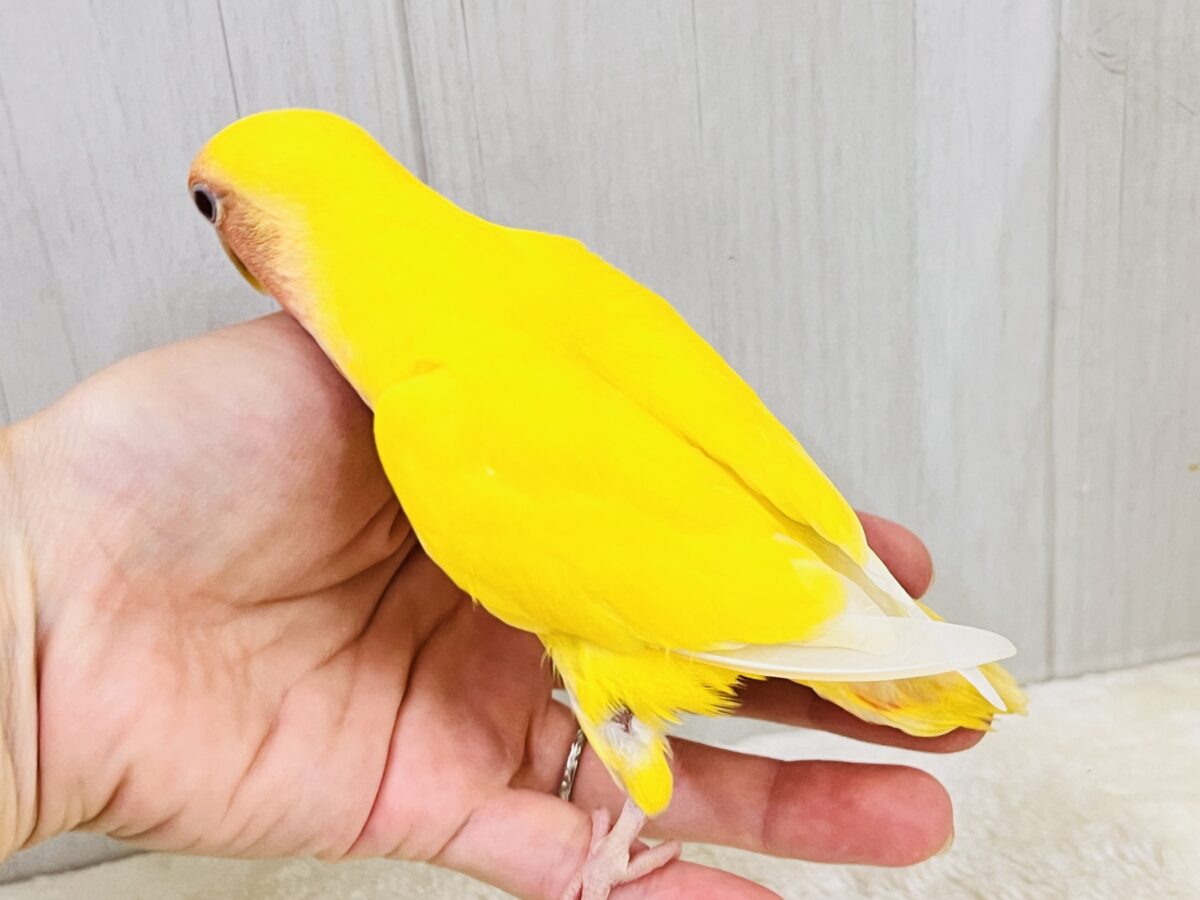 画像更新☆オムライスは硬焼き派💛小桜インコのルチノーカラーの コザクラインコ(小桜インコ)