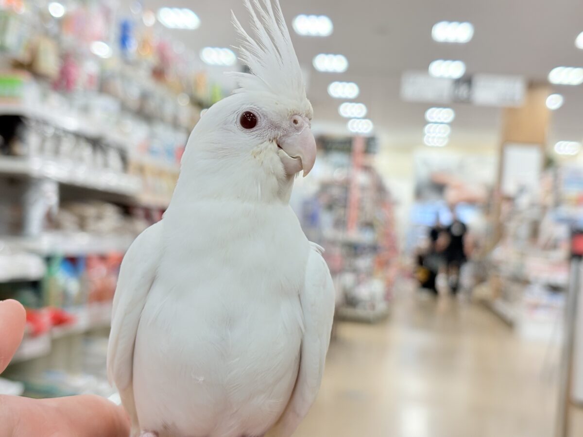 オカメインコ