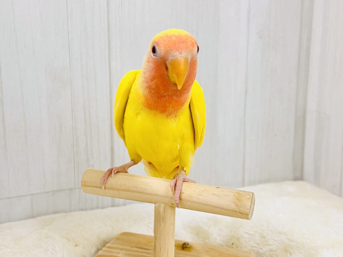 コザクラインコ（小桜インコ）