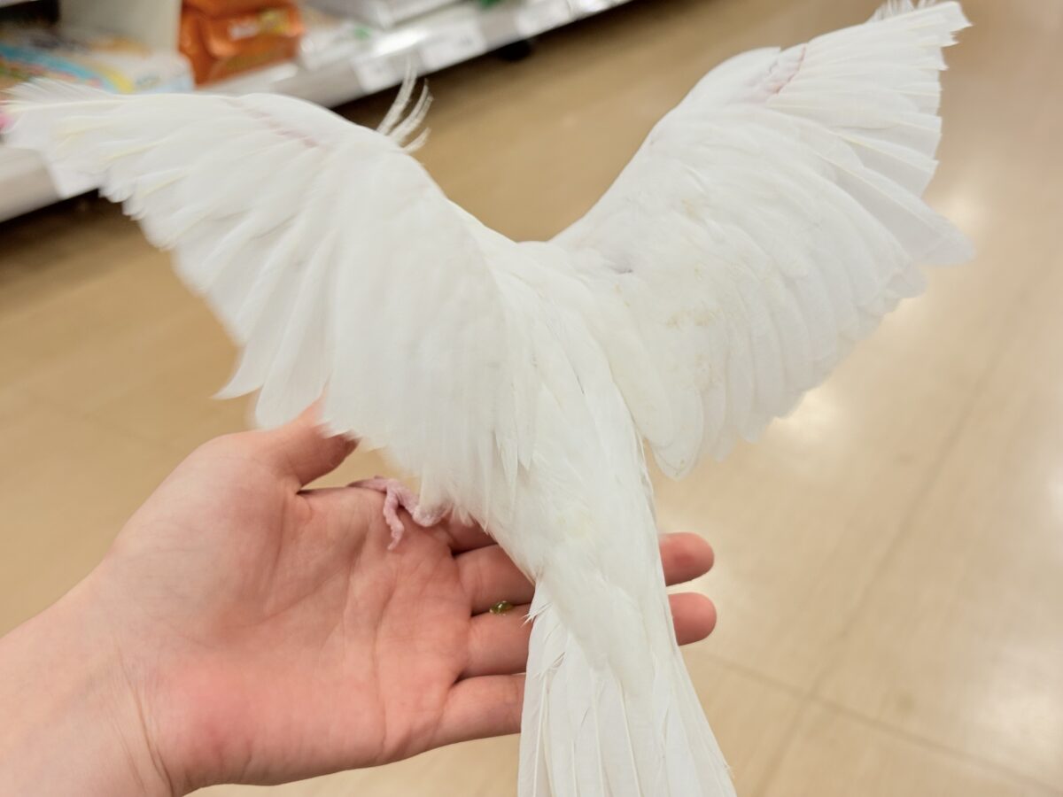 オカメインコ