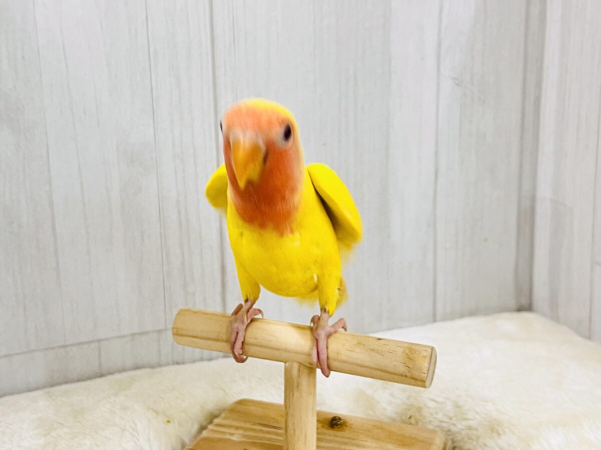画像更新☆オムライスは硬焼き派💛小桜インコのルチノーカラーの コザクラインコ(小桜インコ)