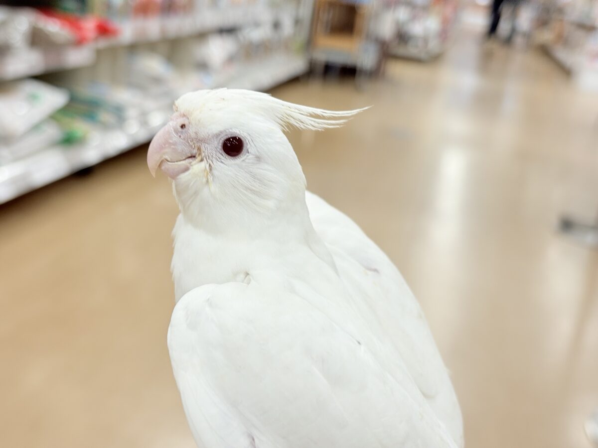 オカメインコ