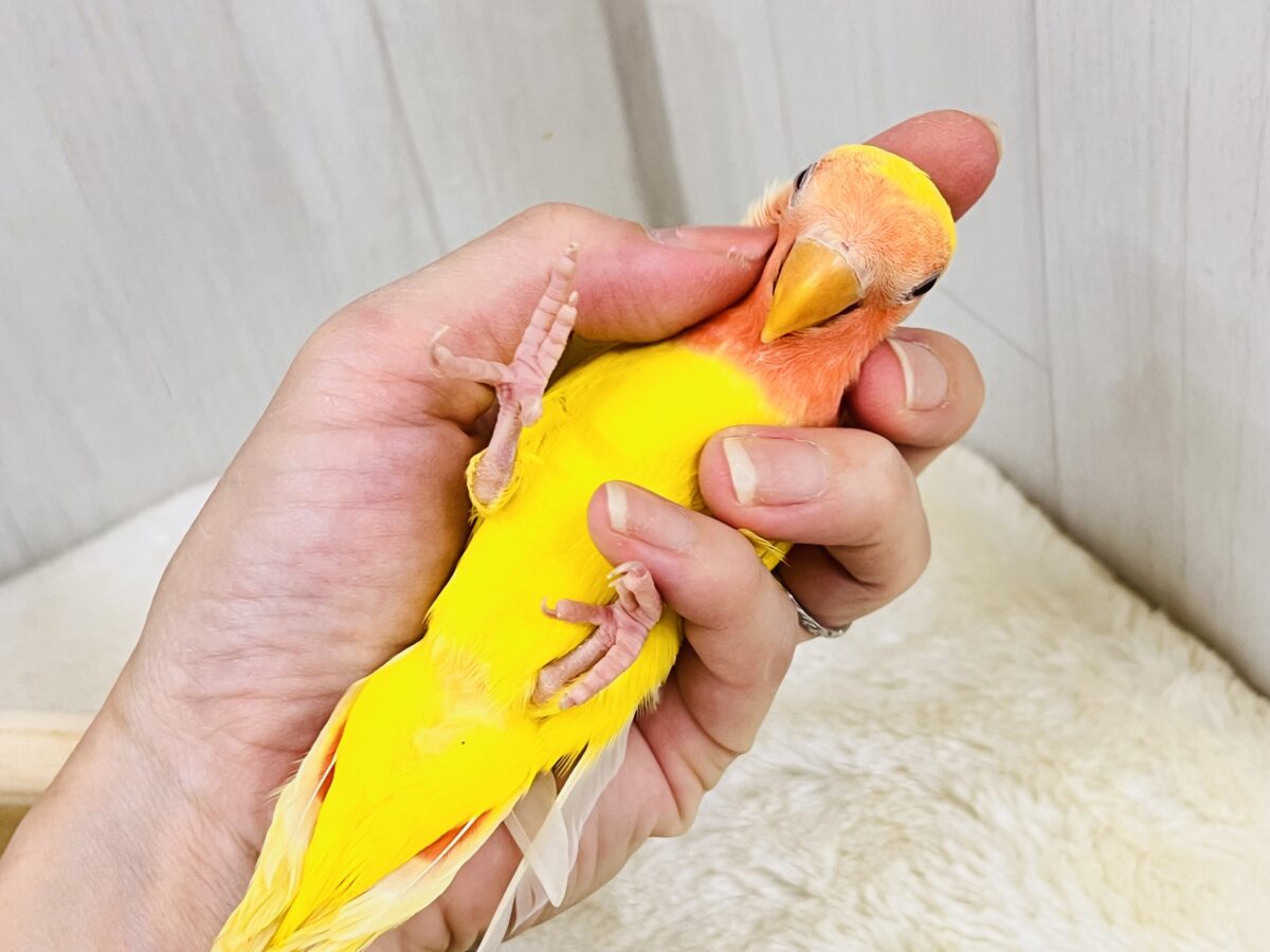 画像更新☆オムライスは硬焼き派💛小桜インコのルチノーカラーの コザクラインコ(小桜インコ)