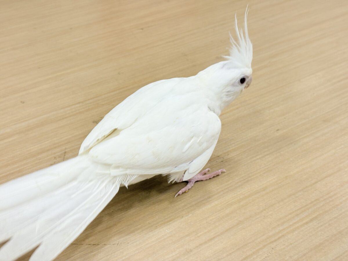 オカメインコ