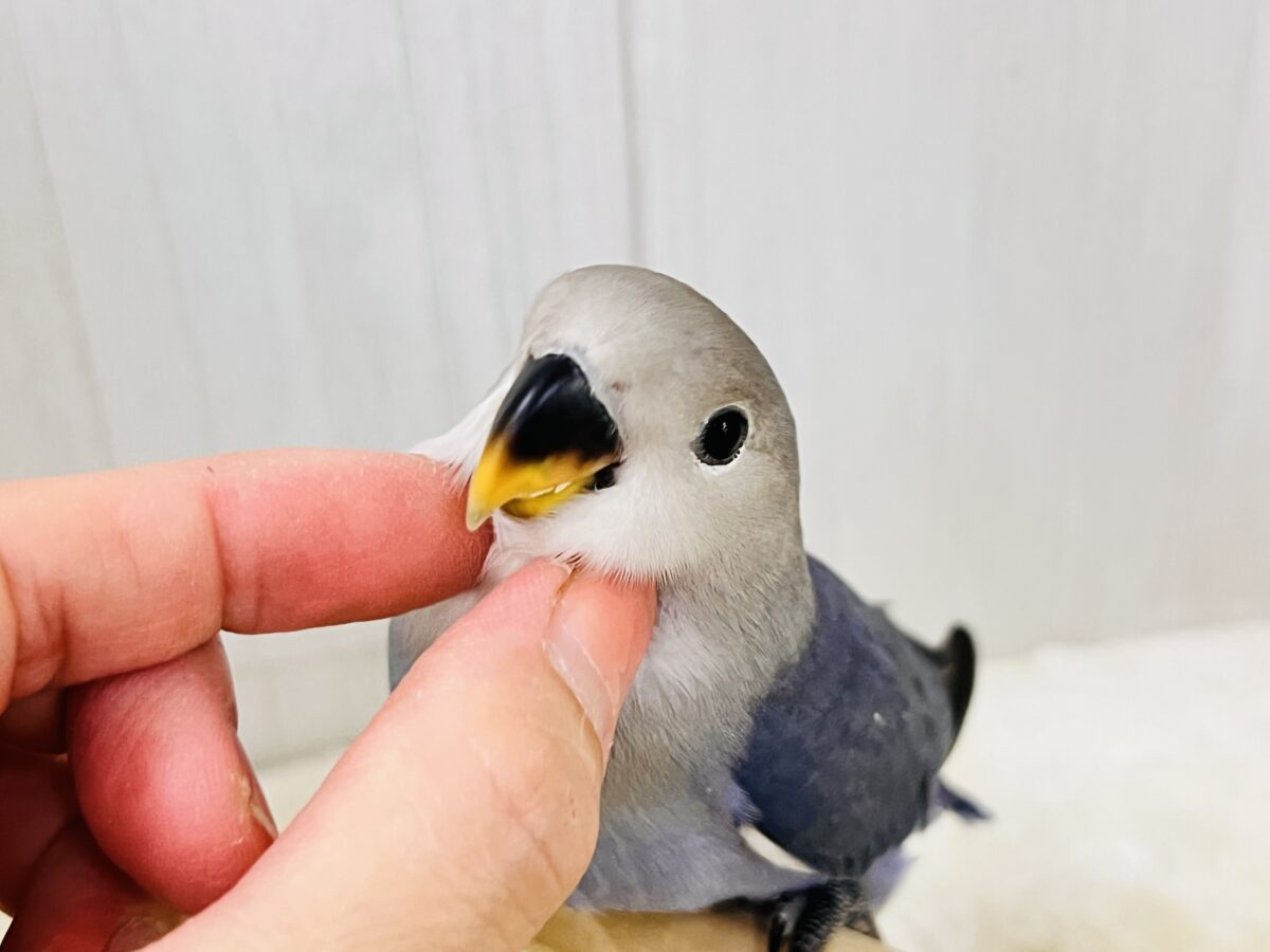画像更新☆ベストジーニスト賞あげちゃう🏆小桜インコのバイオレット入舎です💜 コザクラインコ(小桜インコ)