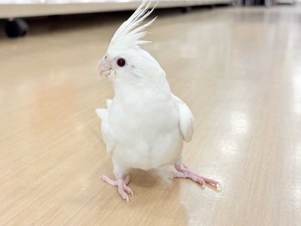 オカメインコ