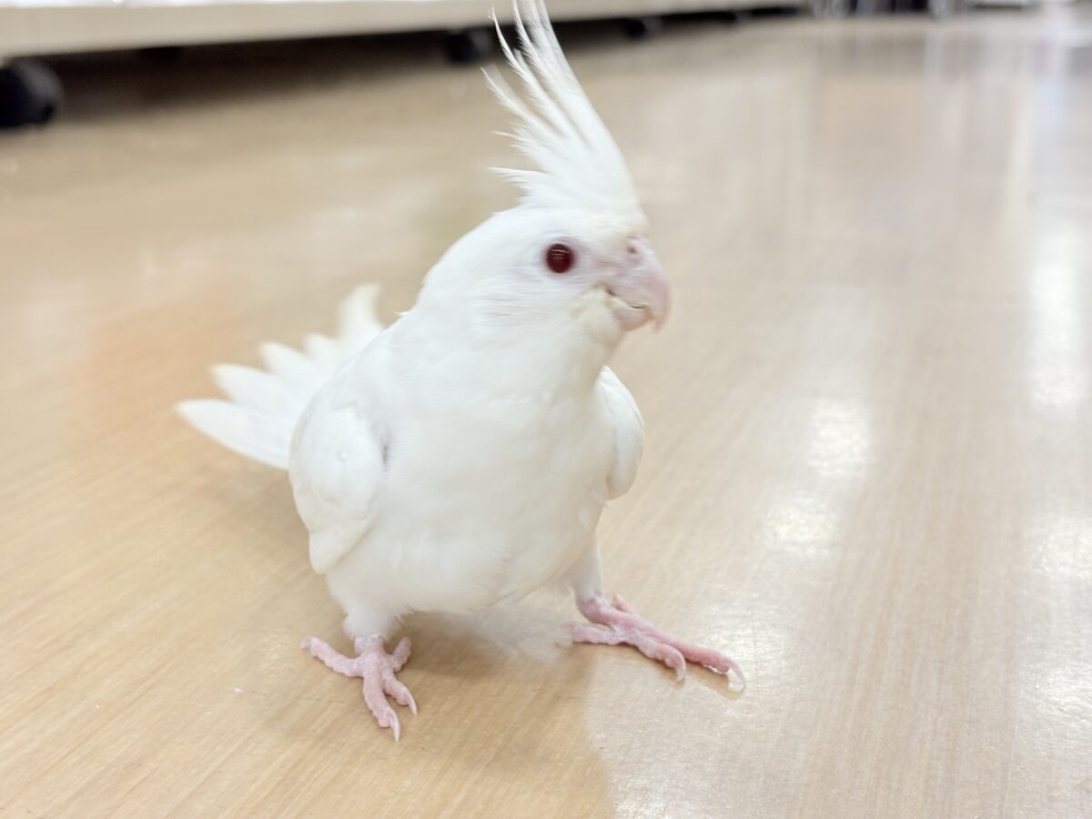 オカメインコ
