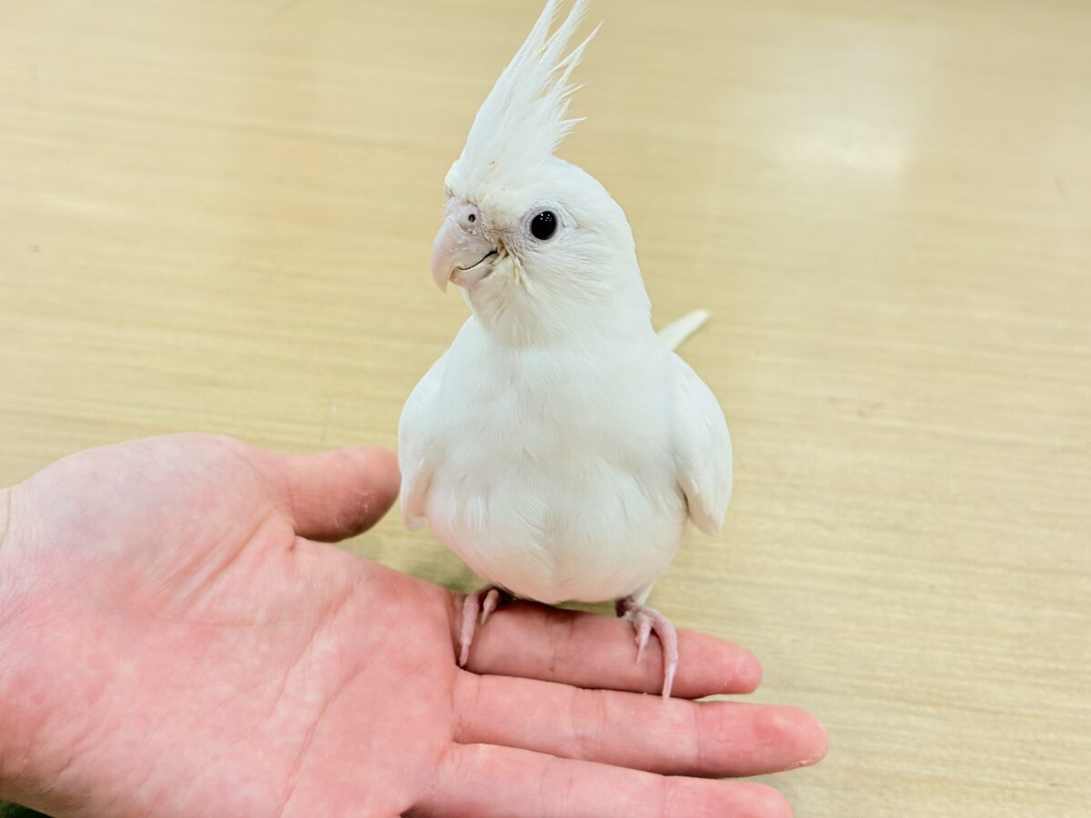 オカメインコ