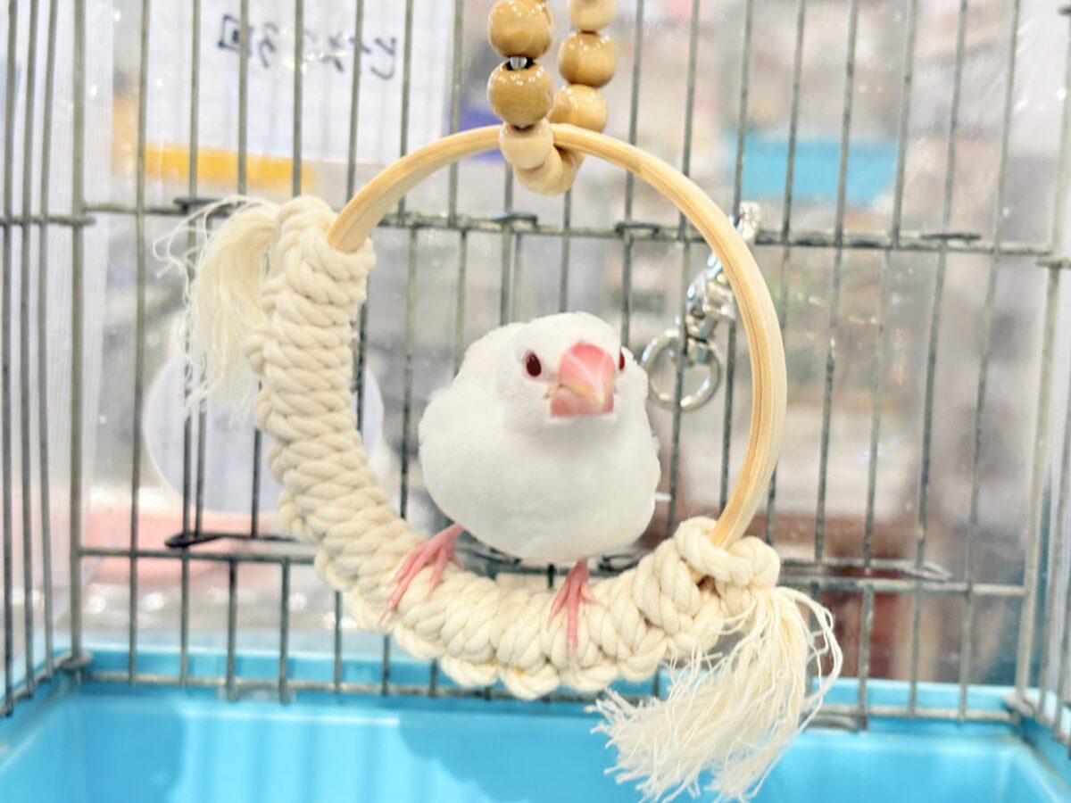 【最新画像更新🪄】透明感が溢れ出る〜🐣🤍アルビノ文鳥 ヒナ アルビノ文鳥