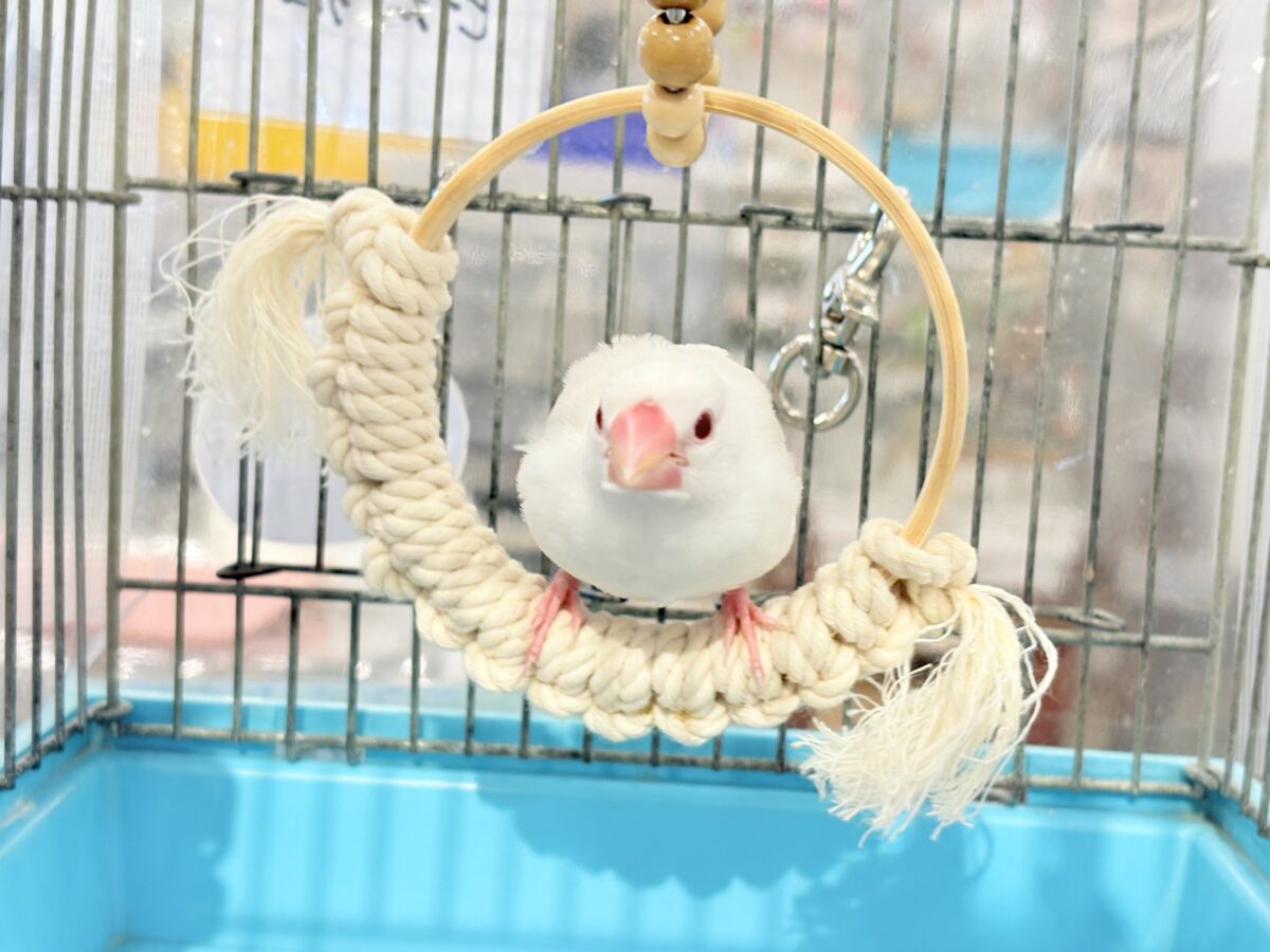 アルビノ文鳥