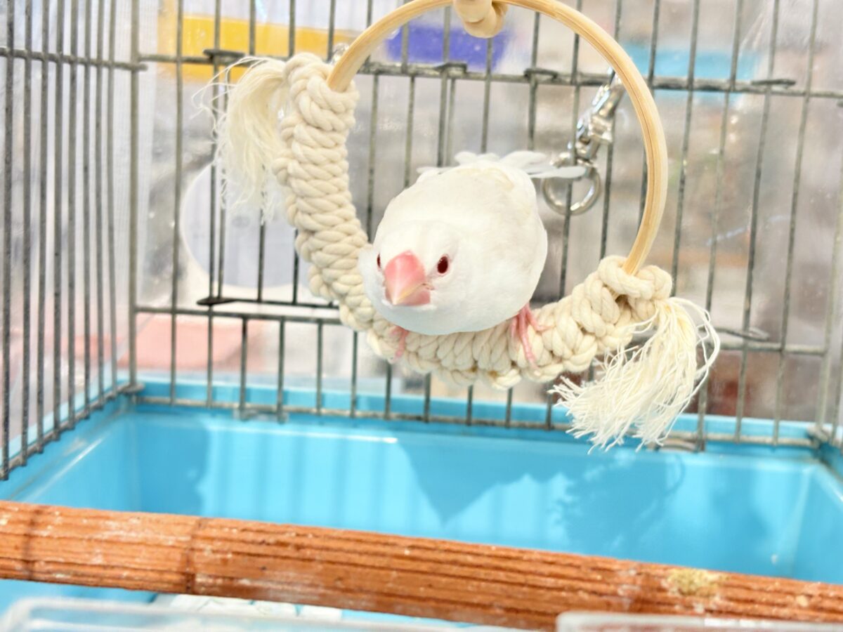 アルビノ文鳥