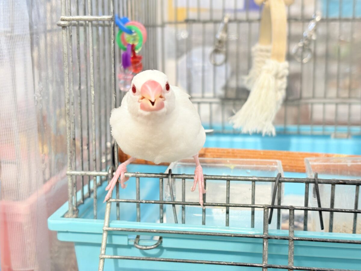 【最新画像更新🪄】透明感が溢れ出る〜🐣🤍アルビノ文鳥 ヒナ アルビノ文鳥