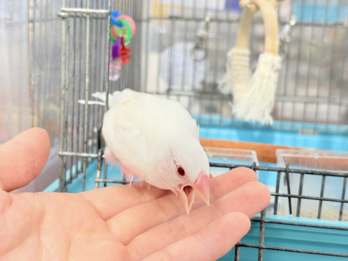 アルビノ文鳥