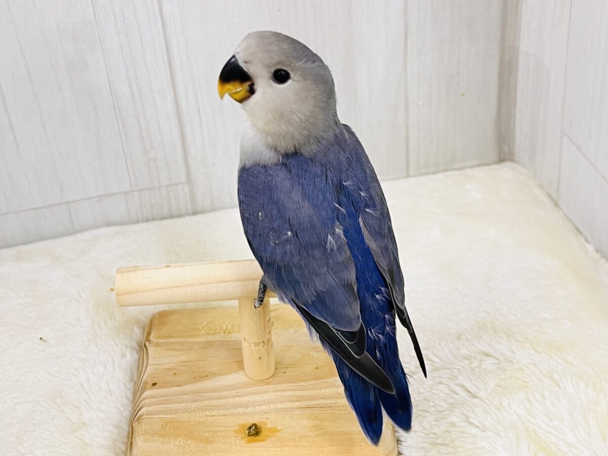 画像更新☆ベストジーニスト賞あげちゃう🏆小桜インコのバイオレット入舎です💜 コザクラインコ(小桜インコ)