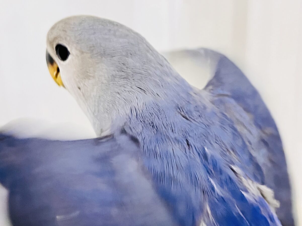 画像更新☆ベストジーニスト賞あげちゃう🏆小桜インコのバイオレット入舎です💜 コザクラインコ(小桜インコ)