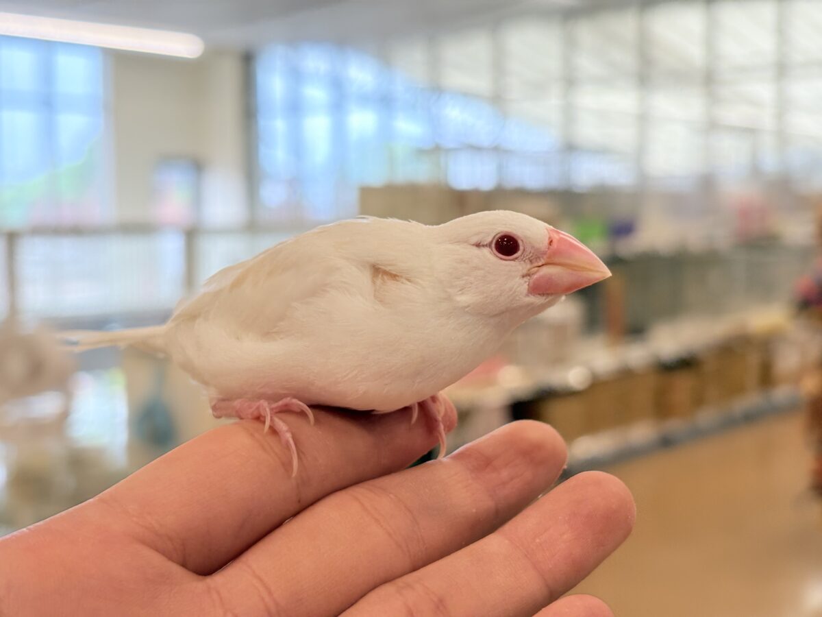 【最新画像更新🪄】透明感が溢れ出る〜🐣🤍アルビノ文鳥 ヒナ アルビノ文鳥