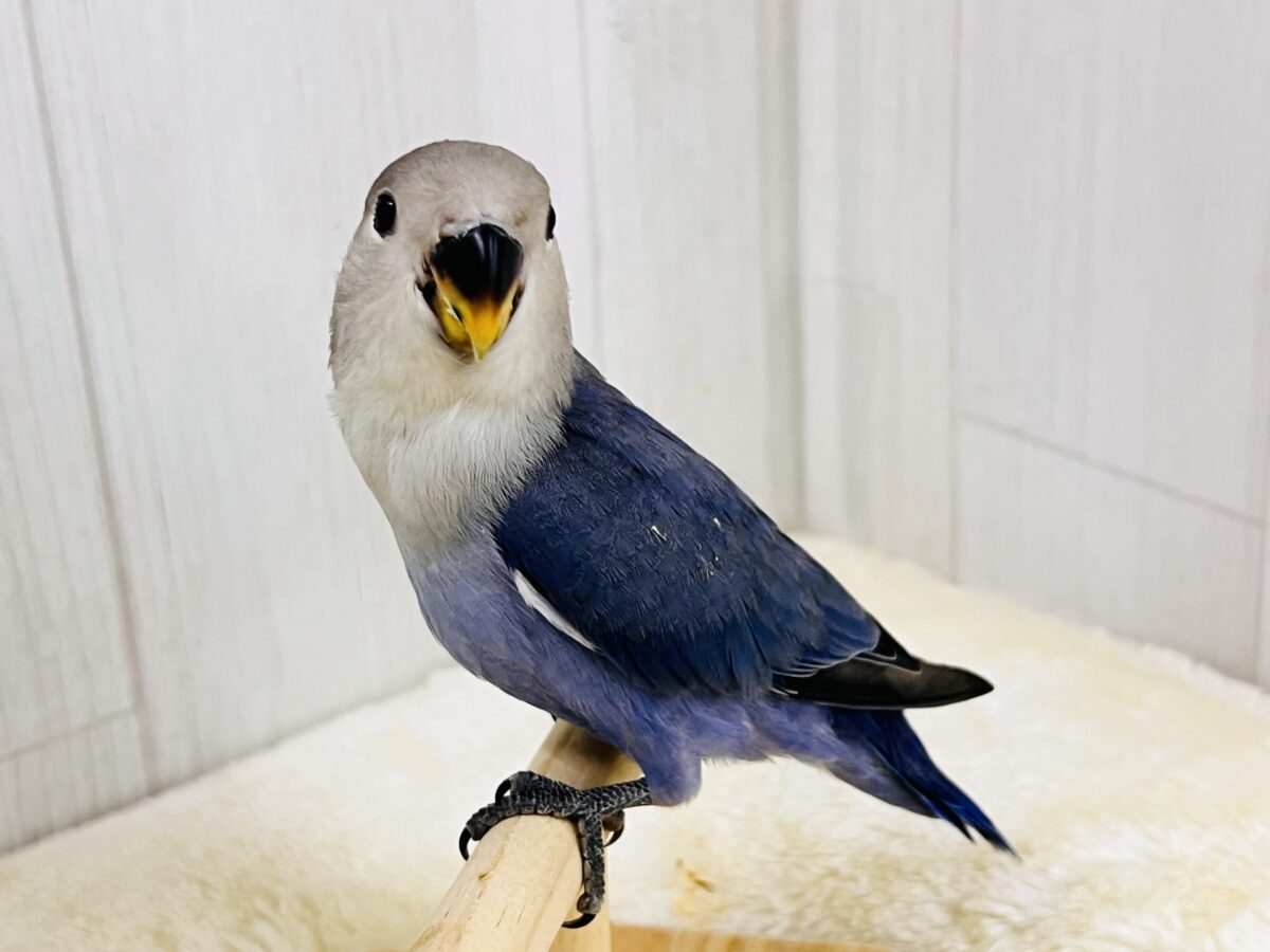 画像更新☆ベストジーニスト賞あげちゃう🏆小桜インコのバイオレット入舎です💜 コザクラインコ(小桜インコ)