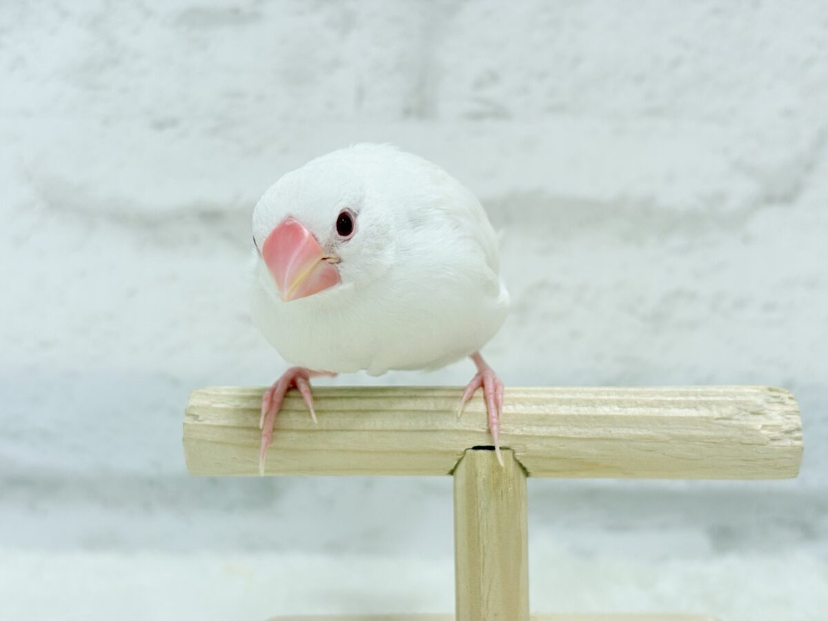 アルビノ文鳥