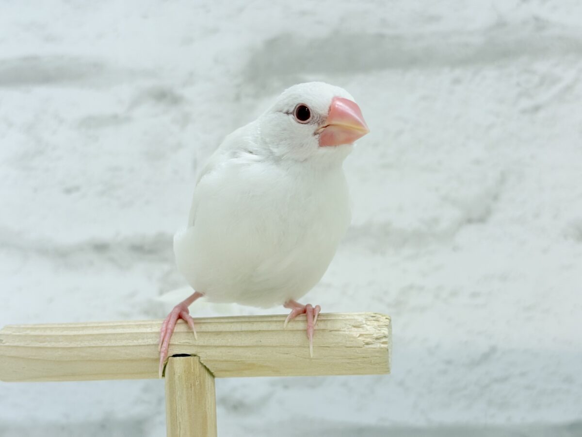 【最新画像更新🪄】透明感が溢れ出る〜🐣🤍アルビノ文鳥 ヒナ アルビノ文鳥