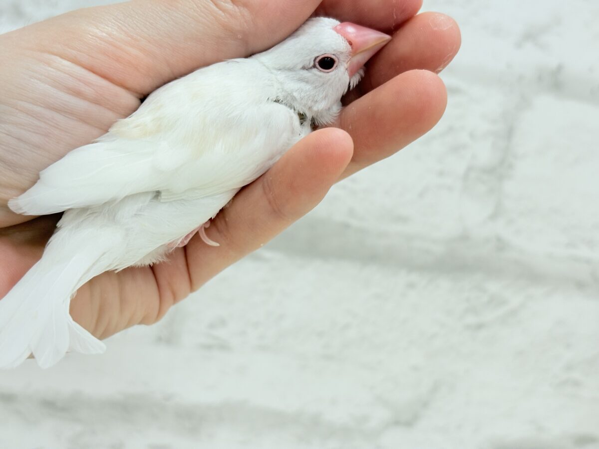 【最新画像更新🪄】透明感が溢れ出る〜🐣🤍アルビノ文鳥 ヒナ アルビノ文鳥