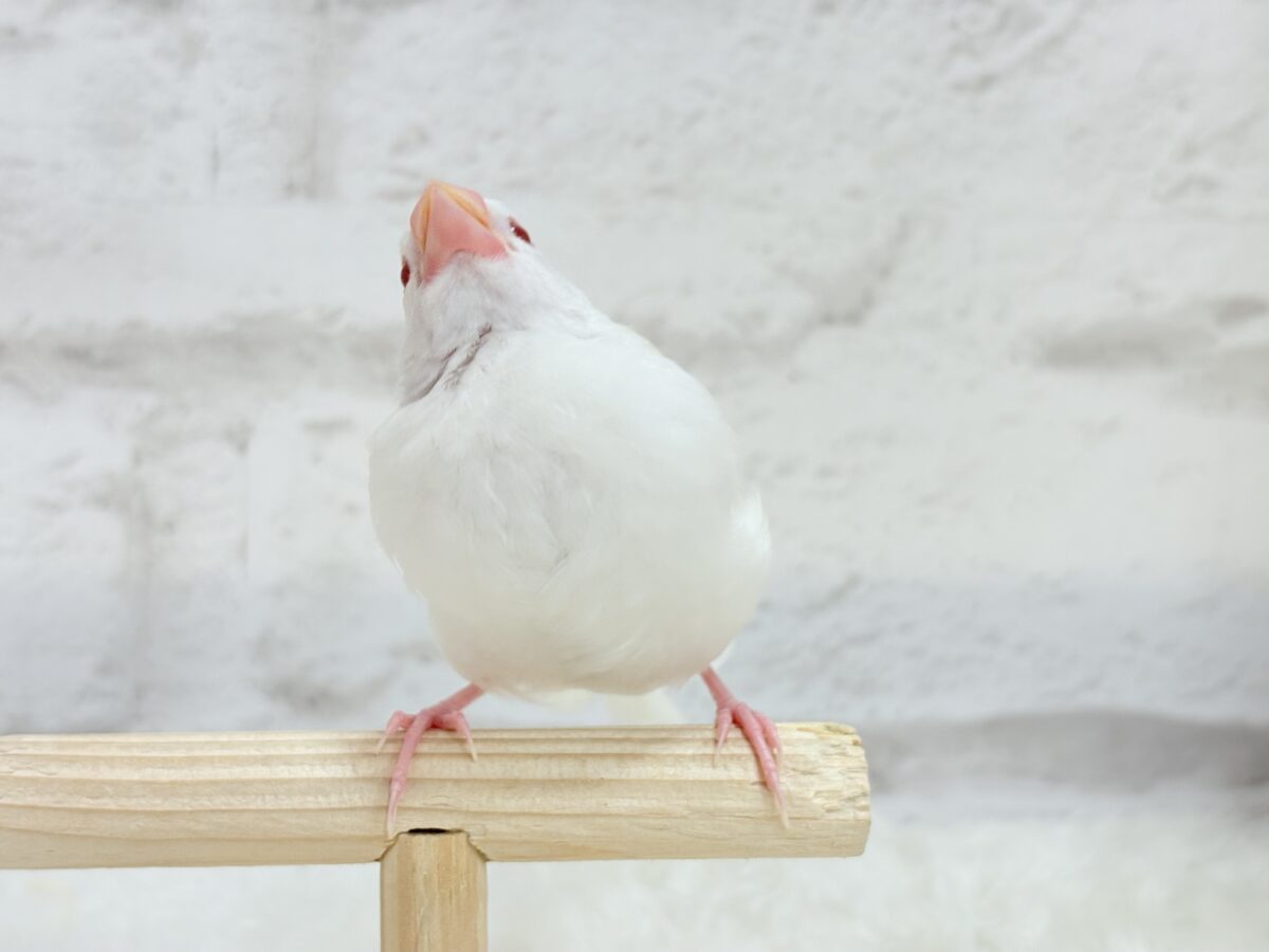 アルビノ文鳥