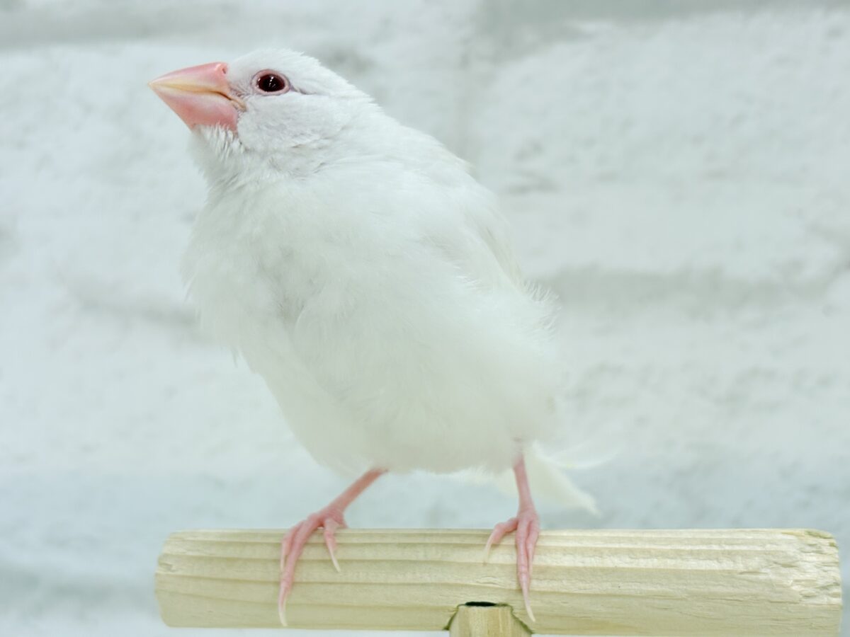 【最新画像更新🪄】透明感が溢れ出る〜🐣🤍アルビノ文鳥 ヒナ アルビノ文鳥